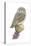 Elf Owl (Micrathene Whitneyi), Birds-Encyclopaedia Britannica-Stretched Canvas