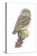 Elf Owl (Micrathene Whitneyi), Birds-Encyclopaedia Britannica-Stretched Canvas