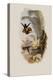 Elicia's Golden-Tail, Chrysuronia Elici?-John Gould-Premier Image Canvas