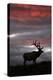 Elk and Sunset-Lantern Press-Stretched Canvas