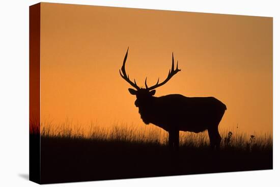 Elk Bull Silhouetted at Sunset, Montana-Richard and Susan Day-Premier Image Canvas