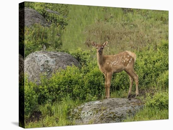 Elk Calf YNP-Galloimages Online-Premier Image Canvas