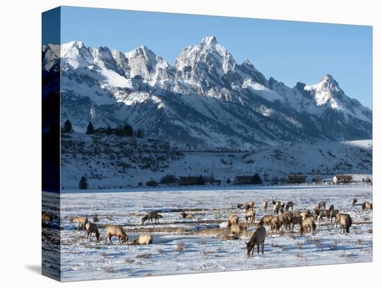 Elk (Cervus Canadensis) with Antlers, Snow-Covered Teton Mountains in the Background, Elk Wildlife -Kimberly Walker-Premier Image Canvas