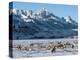 Elk (Cervus Canadensis) with Antlers, Snow-Covered Teton Mountains in the Background, Elk Wildlife -Kimberly Walker-Premier Image Canvas