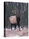 Elk Deer Stag in Snow, Jasper National Park, Canada-Lynn M. Stone-Premier Image Canvas