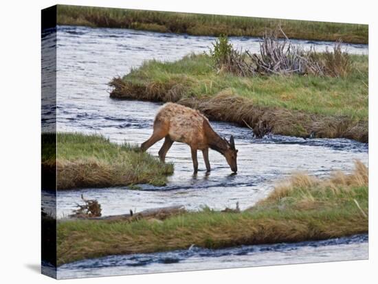 Elk Drinking in Stream, Rocky Mountain National Park, Colorado, USA-Larry Ditto-Premier Image Canvas