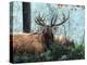 Elk Foraging-Kevin Daniel-Stretched Canvas