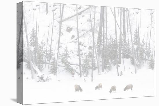 Elk Grazing-Howard Ruby-Premier Image Canvas