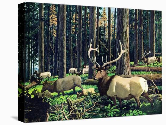 Elk Herd-Fred Ludekens-Premier Image Canvas