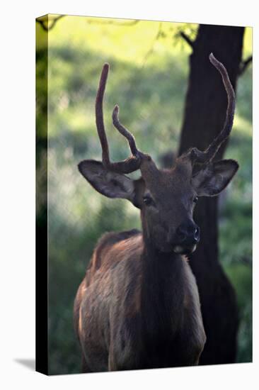 Elk I-Tammy Putman-Premier Image Canvas