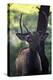 Elk I-Tammy Putman-Premier Image Canvas