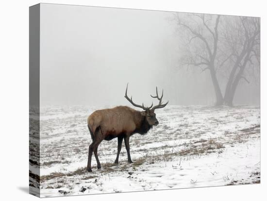 Elk III-Tammy Putman-Premier Image Canvas