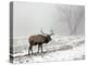 Elk III-Tammy Putman-Premier Image Canvas