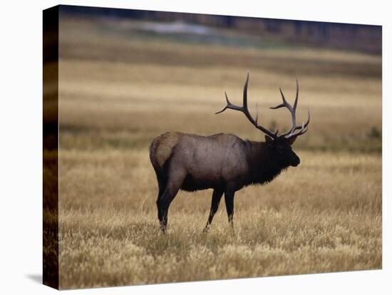 Elk in Field, Yellowstone National Park, WY-Elizabeth DeLaney-Premier Image Canvas