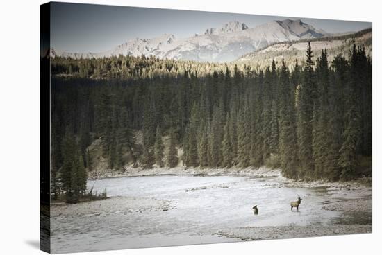 Elk In Jasper-Lindsay Daniels-Stretched Canvas