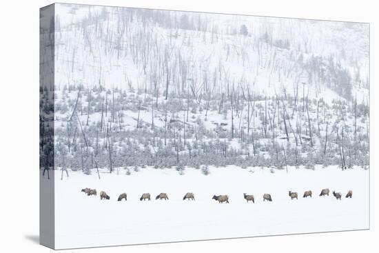 Elk in Snowstorm-Howard Ruby-Premier Image Canvas