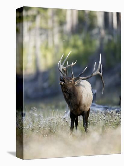 Elk in the Rut and Bugling, Yellowstone National Park, Wyoming, USA-Joe & Mary Ann McDonald-Premier Image Canvas