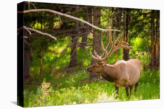 Elk in Yellowstone National Park, Wyoming, United States of America, North America-Laura Grier-Premier Image Canvas