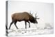 Elk IV-Tammy Putman-Premier Image Canvas