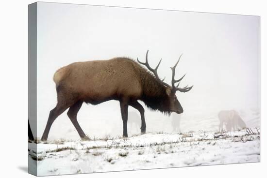 Elk IV-Tammy Putman-Premier Image Canvas