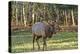 Elk of the Great Smoky Mountains-Gary Carter-Premier Image Canvas