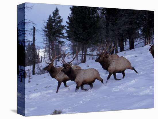 Elk or Wapiti, Yellowstone National Park, Wyoming, USA-Art Wolfe-Premier Image Canvas