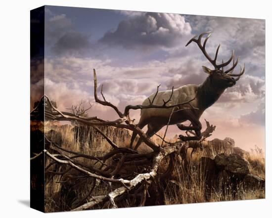 Elk Passage-Steve Hunziker-Stretched Canvas