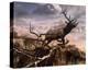 Elk Passage-Steve Hunziker-Stretched Canvas