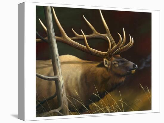 Elk Portrait II-Leo Stans-Stretched Canvas