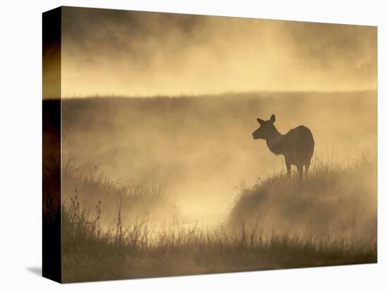 Elk / Red Deer Female in Mist at Dawn, Yellowstone National Park, Wy, USA, North America-Pete Cairns-Premier Image Canvas