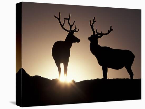 Elk, Rocky Mountains National Park, Colorado, USA-Gavriel Jecan-Premier Image Canvas