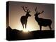 Elk, Rocky Mountains National Park, Colorado, USA-Gavriel Jecan-Premier Image Canvas
