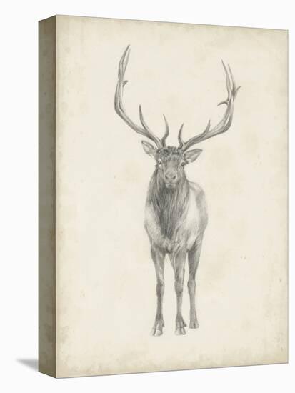 Elk Study-Ethan Harper-Stretched Canvas