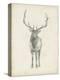 Elk Study-Ethan Harper-Stretched Canvas