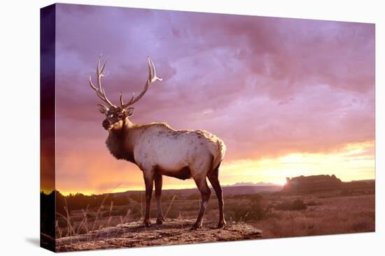 Elk Sunrise in Canyonland-Gordon Semmens-Premier Image Canvas