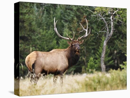 Elk (Wapiti), Jasper National Park, Alberta, Canada, North America-Jochen Schlenker-Premier Image Canvas