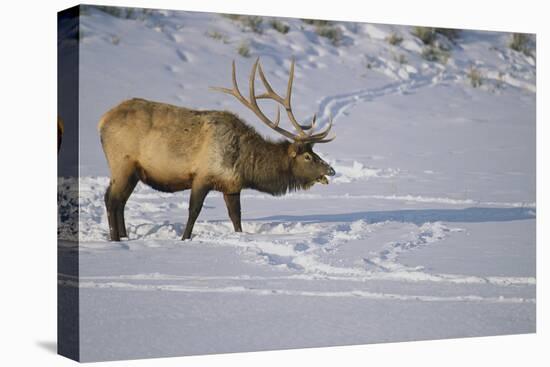 Elk-DLILLC-Premier Image Canvas