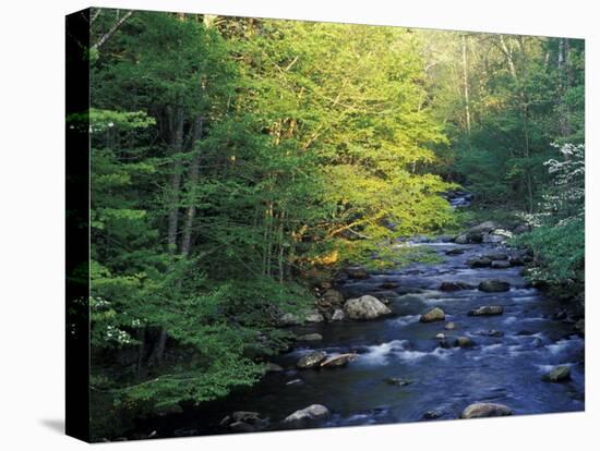 Elkmount Area, Great Smoky Mountains National Park, Tennessee, USA-Darrell Gulin-Premier Image Canvas