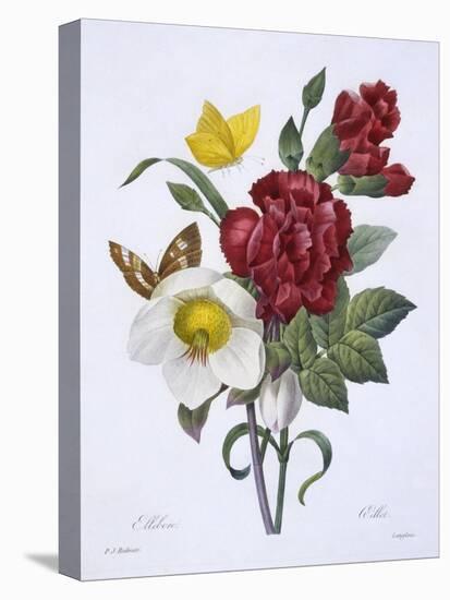 Ellebore Et Oeillet, from 'Choix Des Plus Belles Fleurs', Published Paris, 1829-Pierre Joseph Redoute-Premier Image Canvas