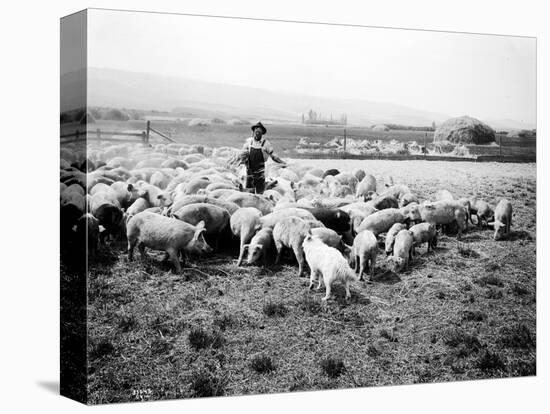 Ellensburg, WA, Goodwin Hogs, 1915-Asahel Curtis-Premier Image Canvas