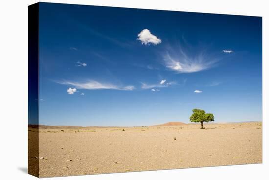 Elm Tree (Ulmus) in Gobi Desert, South Mongolia-Inaki Relanzon-Premier Image Canvas