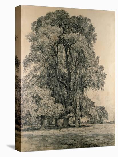 Elm Trees in Old Hall Park, East Bergholt, 1817-John Constable-Premier Image Canvas