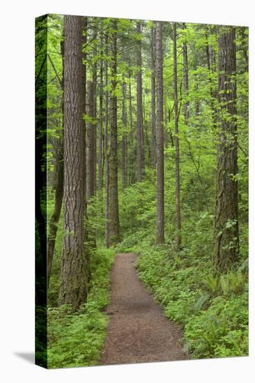 Elowah Falls Trail in Forest Columbia River Gorge, Oregon, USA-Jaynes Gallery-Premier Image Canvas