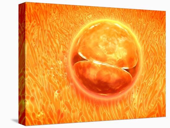 Embryo Development 24-36 Hours after Fertilization-null-Stretched Canvas