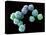 Embryonic Stem Cells, SEM-Steve Gschmeissner-Premier Image Canvas