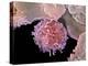 Embryonic Stem Cells, SEM-Steve Gschmeissner-Premier Image Canvas