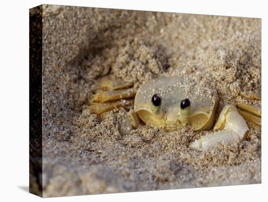 Emerald Beach Sand Crab, Lindergh Bay, St. Thomas, Us Virgin Islands, Caribbean-Cindy Miller Hopkins-Premier Image Canvas