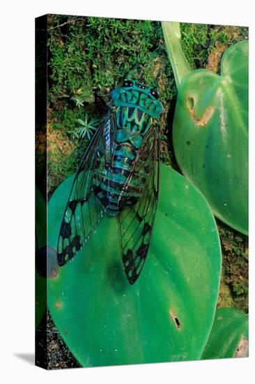 emerald cicada on leaves, mexico-claudio contreras-Premier Image Canvas