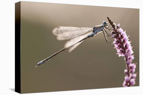 Emerald Damselfly (Lestes Sponsa) in Early Morning Light, Arne Rspb Reserve, Dorset, England, UK-Ross Hoddinott-Premier Image Canvas