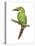 Emerald Toucanet (Aulacorhynchus Prasinus), Birds-Encyclopaedia Britannica-Stretched Canvas